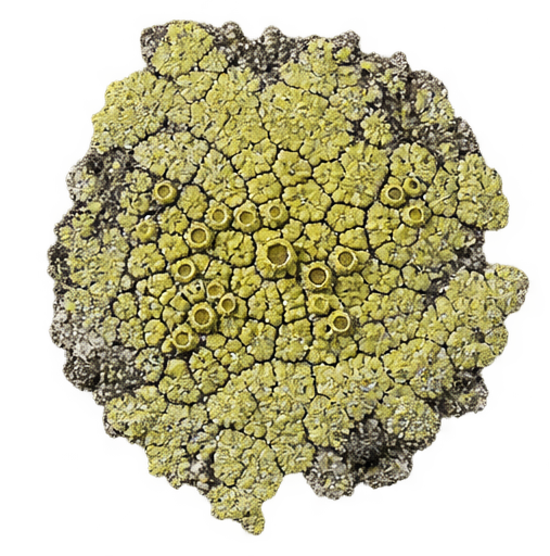 lichen facts